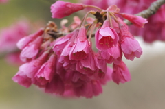 花の歳時記　寒緋桜