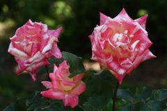 ヨコハマローズウィーク　プランセス　ドゥ　モナコ