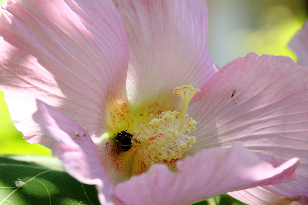 芙蓉６