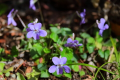 すみれが咲いていた１