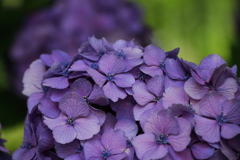 花散歩　名残紫陽花３