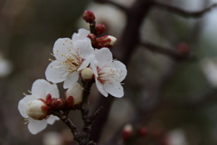 白梅咲く２