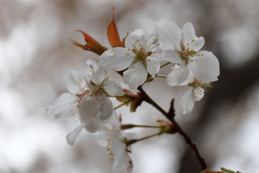 里山の桜２