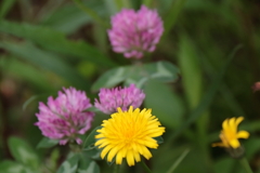 花散歩アカツメグサとブタナ