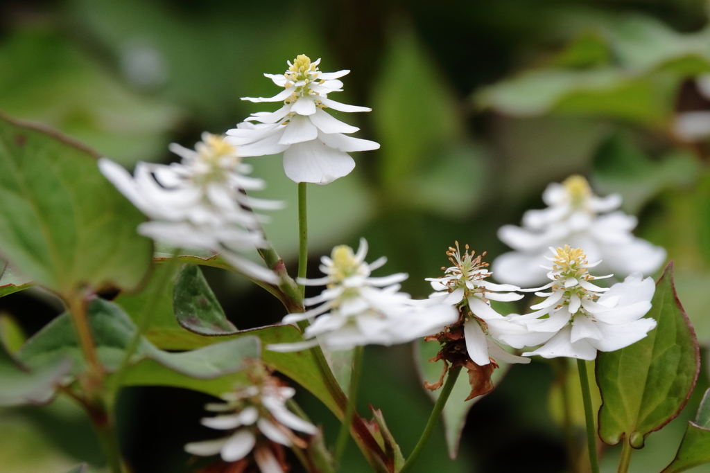 花散歩八重咲きドクダミ３