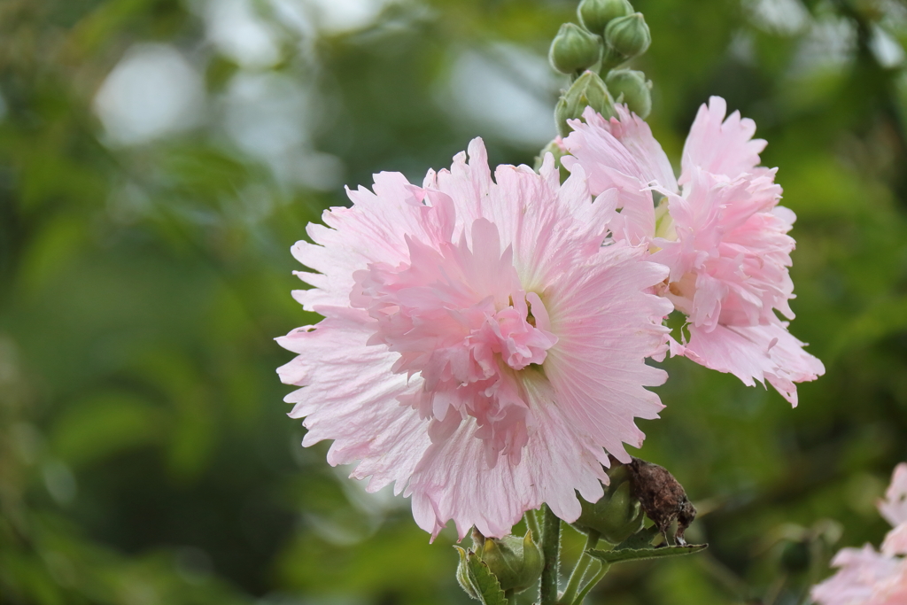 植物園散策タチアオイ