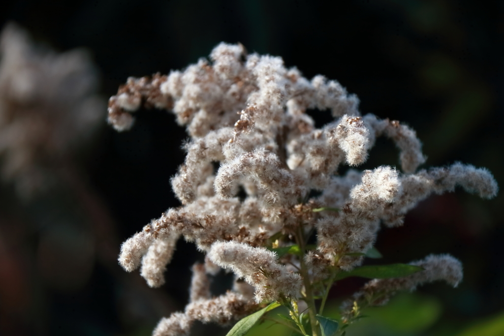 変身セイタカアワダチソウ１