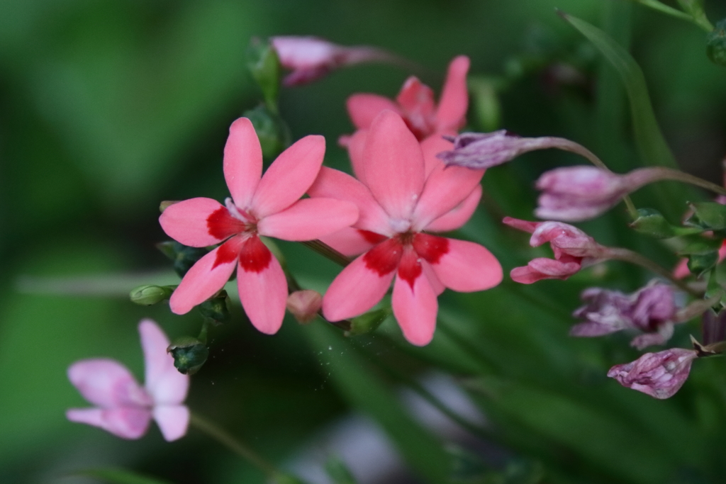 ヒメヒオオギ２