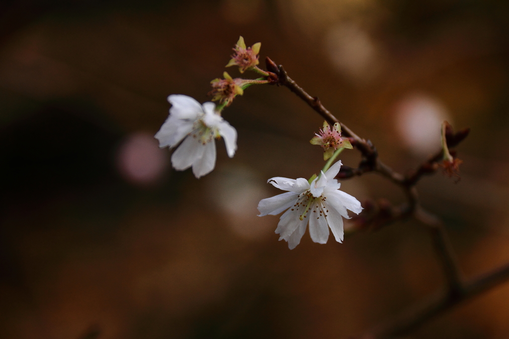 冬桜２