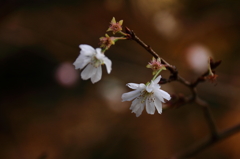 冬桜２