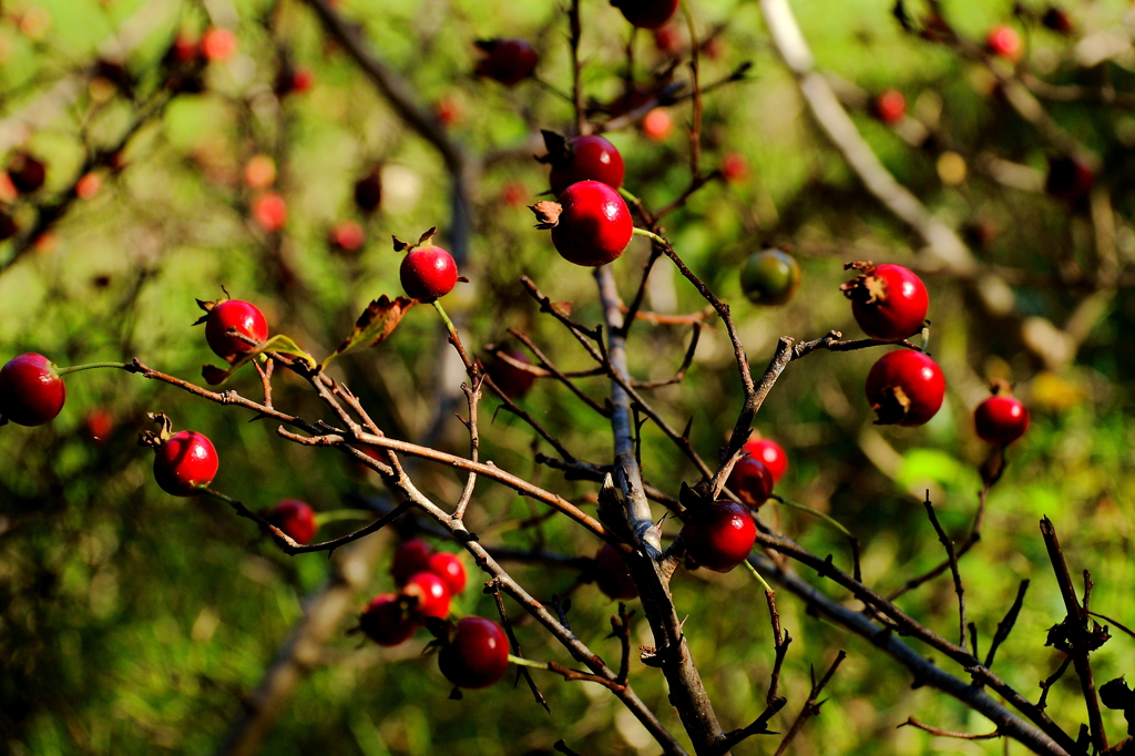 サンザシ熟れる頃