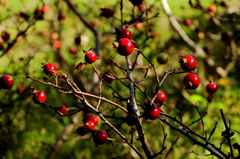 サンザシ熟れる頃