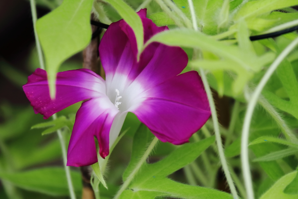 変化あさがお３