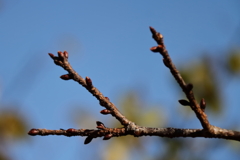 春待ち蕾7寒緋桜