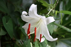 花散歩ニワシロユリ１