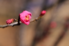 紅梅負けじと３