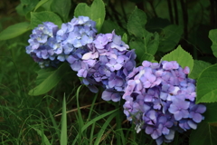 梅雨空あじさい５