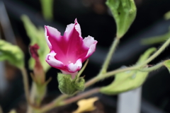 花散歩変化朝顔２