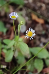 気の早いハルジオン