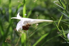 晩夏の光景1