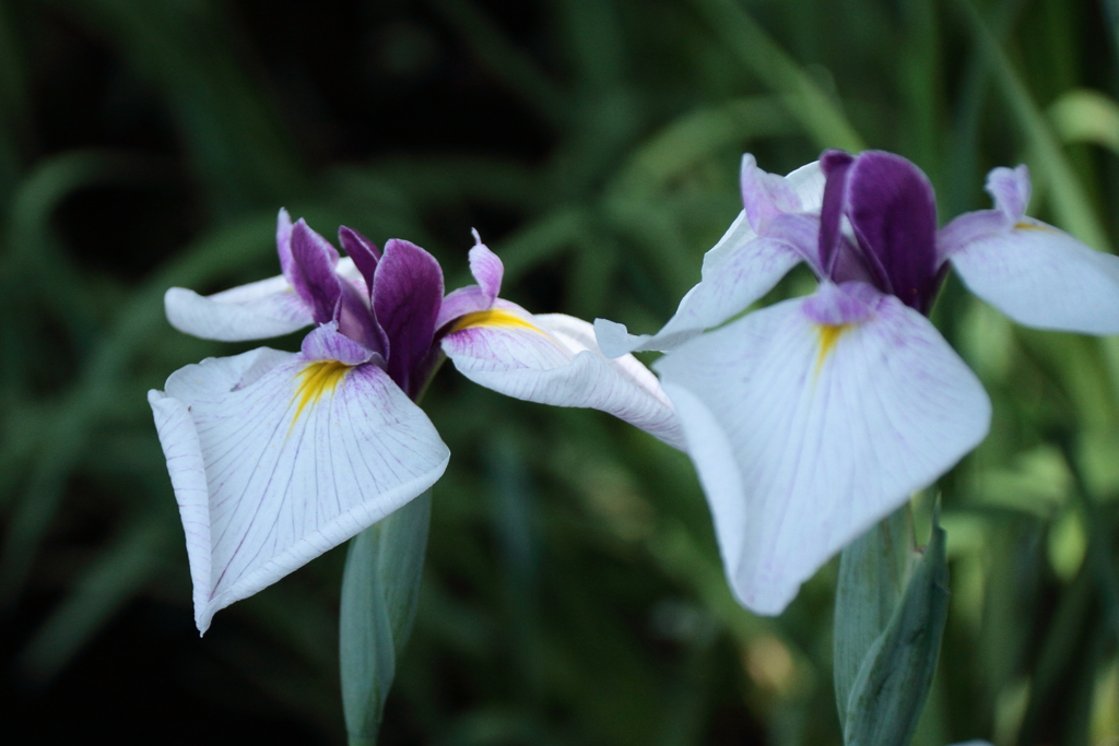 花菖蒲　萩小町１