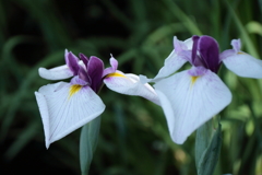 花菖蒲　萩小町１