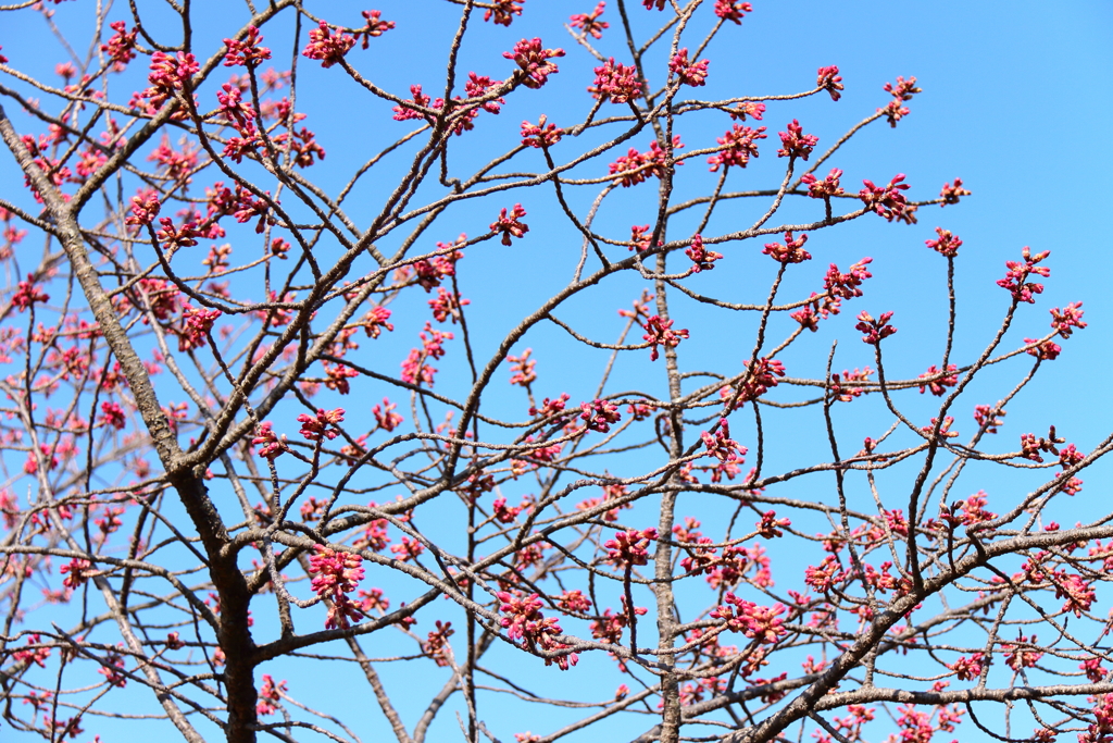 蕾膨らむ寒緋桜１