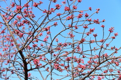 蕾膨らむ寒緋桜１