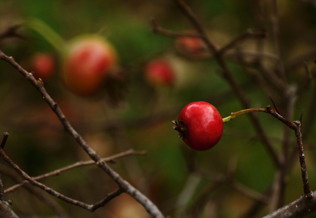 サンザシ熟れる