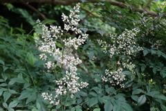 花散歩ナンテン