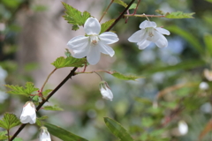 散歩道の野草達5