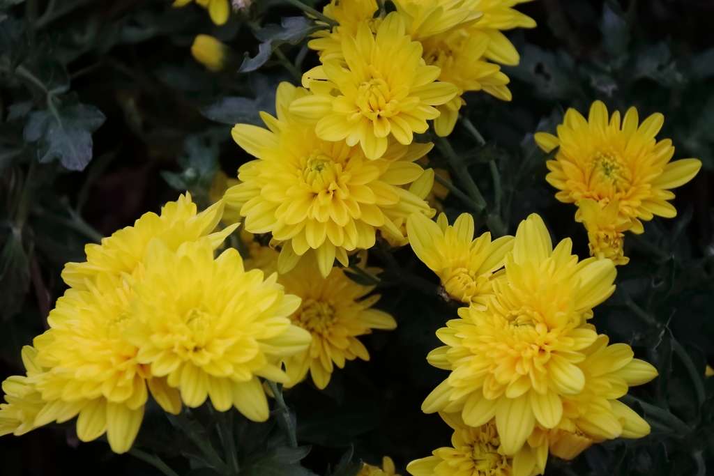 花散歩小菊３