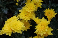 花散歩小菊３