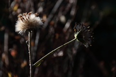 ツワブキの綿毛２