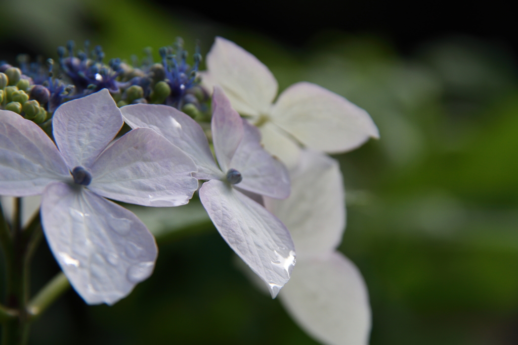 雨上がりの午後２
