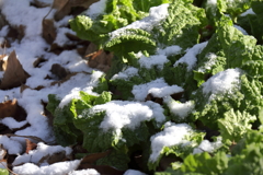 春の淡雪２