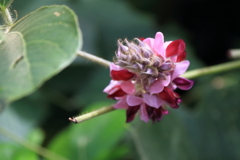 花散歩葛１