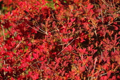 花散歩ドウダンツツジ２