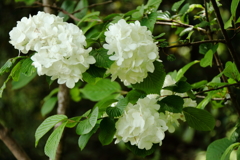 花散歩オオデマリ白