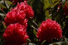 植物園から「しゃくなげ」７