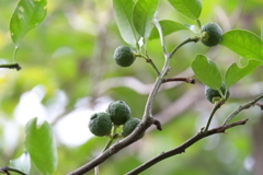 花散歩柚子(実）１