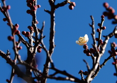 一輪ほどの・・・・