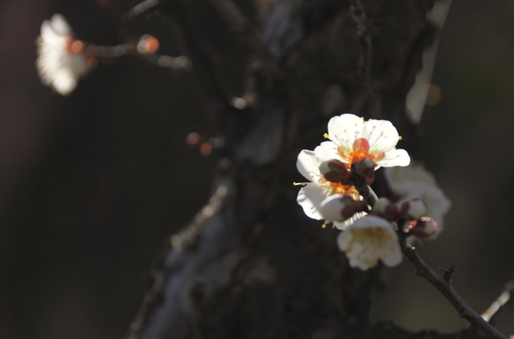 白梅咲く