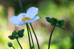 シュウメイギク横1