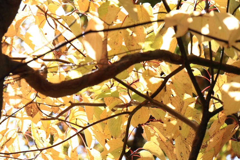 秋色パレード３