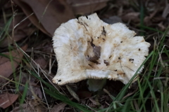 花散歩出て来たキノコ１