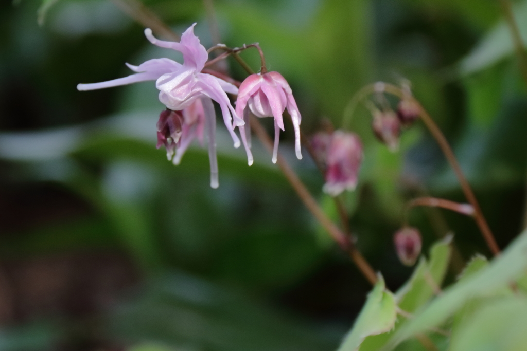 公園花壇イカリソウ２