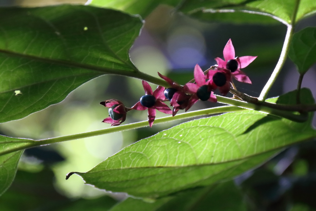 花散歩クサギ１