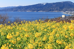 菜の花のある風景１