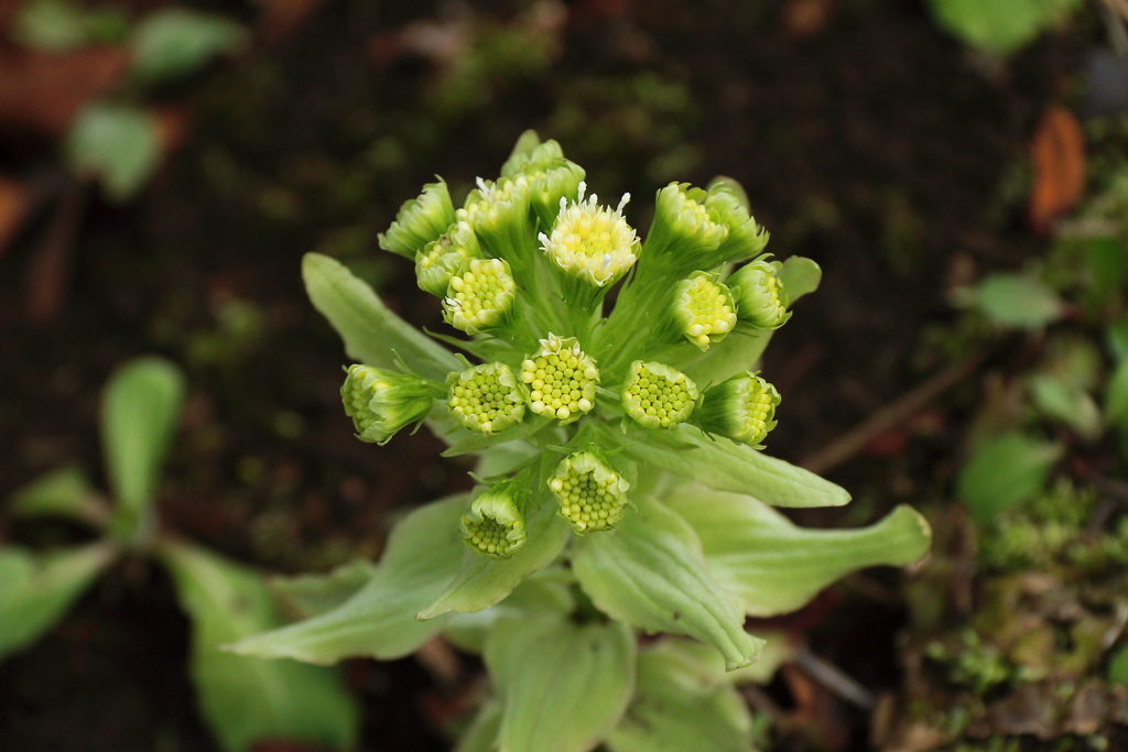 春の顔　ふきのとう２